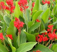 Canna Kreta Canna Lily redgreen