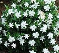 Creeping Dwarf Gardenia