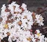 Delta Moonlight Crape Myrtle