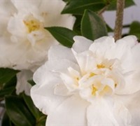 Diana Camellia