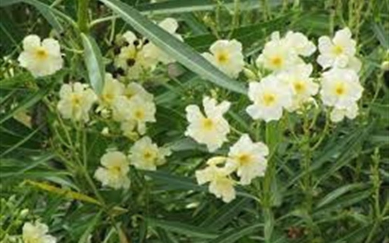 Double Yellow Oleander Photo 2