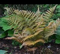 Autumn Fern