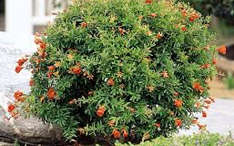 Dwarf Pomegranate - Punica granatum - 'Nana' Photo 2