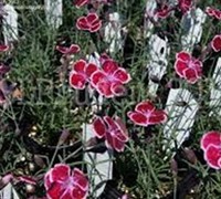 Fire and Ice Dianthus