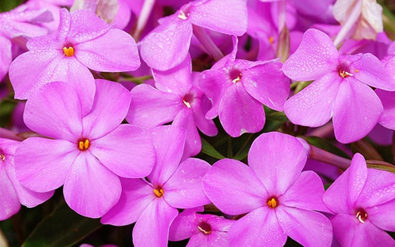 Forever Pink Phlox Photo 2