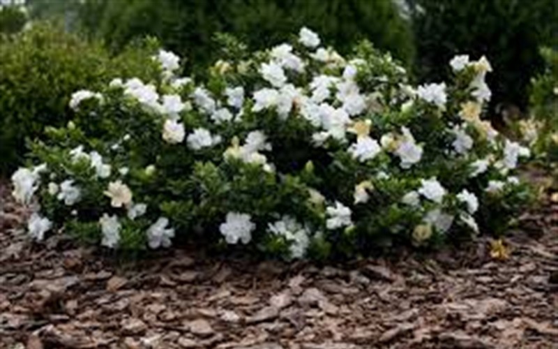 thumbnail image 2 of Frostproof Gardenia Shrub - 3 Gallon Fragrant White Blooming Evergreen Plant 2 of 14