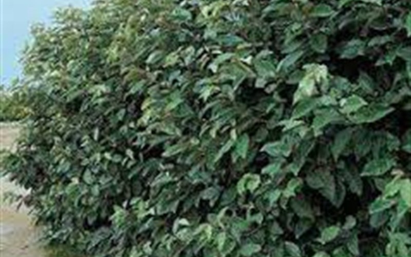 Fruitland Silverberry / Silverthorn - Elaeagnus pungens 'Fruitlandii' Photo 3
