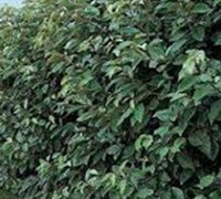 Fruitland Silverberry / Silverthorn - Elaeagnus pungens 'Fruitlandii'
