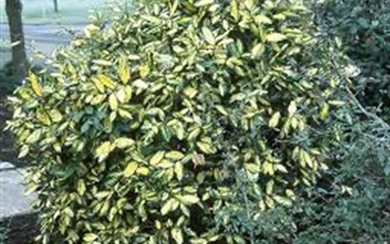 Fruitland Silverberry / Silverthorn - Elaeagnus pungens 'Fruitlandii' Photo 2
