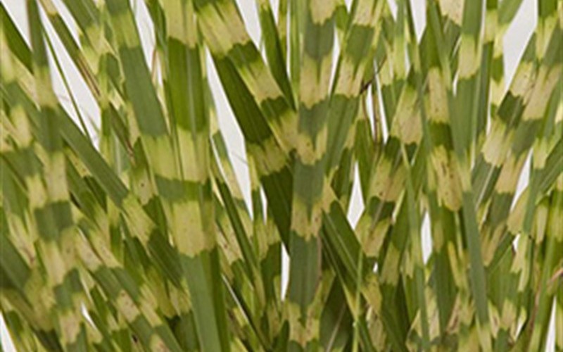Gold Breeze Maiden Grass Photo 2