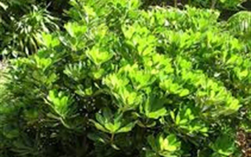 Green Pittosporum Photo 2