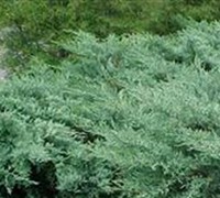 Grey Owl Juniper 