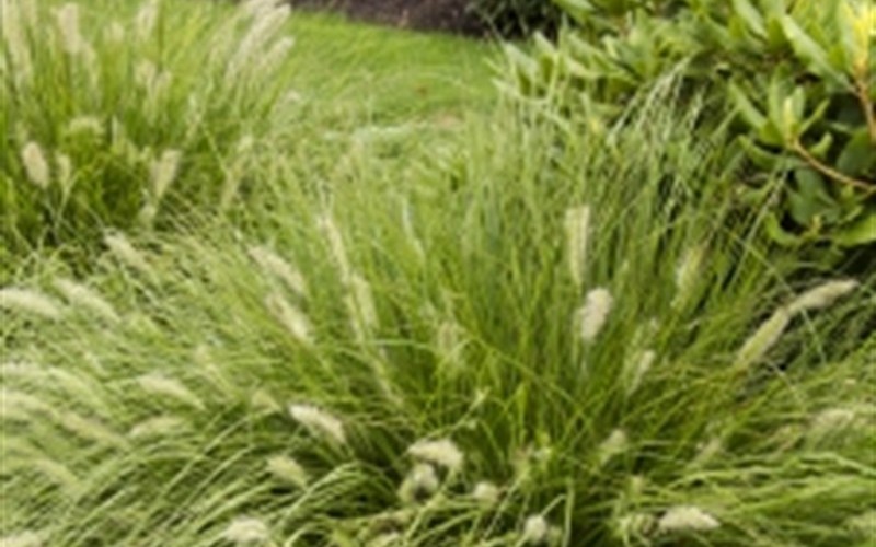 Hamelin Pennisetum Grass Photo 2