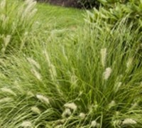 Hamelin Pennisetum Grass