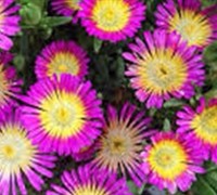 Delosperma Hot Pink Wonder Ice Plant