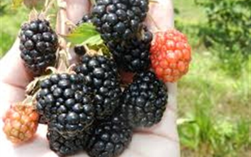 Kiowa Blackberry - 1 Gallon - Blackberry Bushes | ToGoGarden