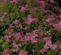 Little Bonnie Dwarf Spiraea