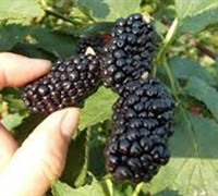 Natchez Thornless  Blackberry