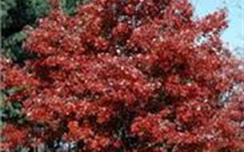 October Glory Red Maple Photo 2