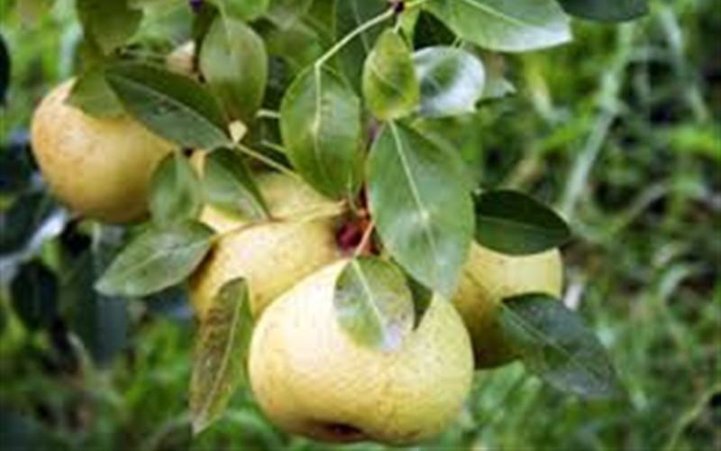 Orient Pear Photo 2