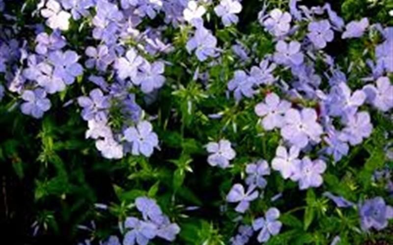 Blue Moon Woodland Phlox - 1 Gallon - Perennial Plants | ToGoGarden
