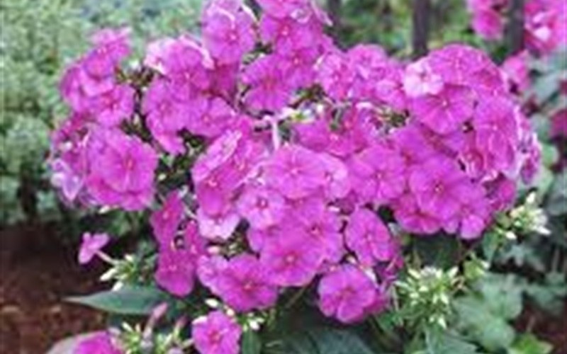 Flame Purple Dwarf Garden Phlox Photo 2