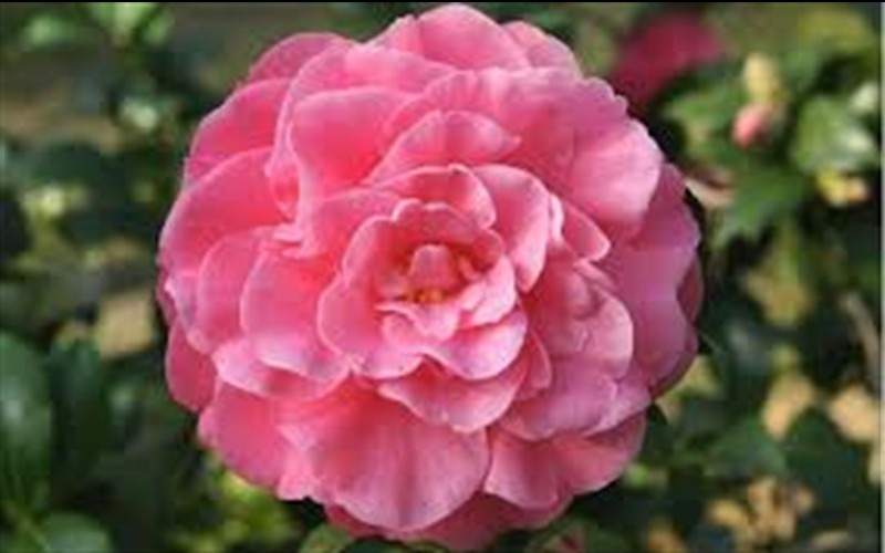 Pink Stella Camellia Photo 2