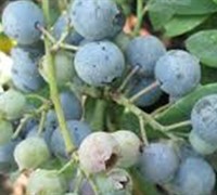 Powderblue Rabbiteye Blueberry - Vaccinum ashei 'Powderblue'