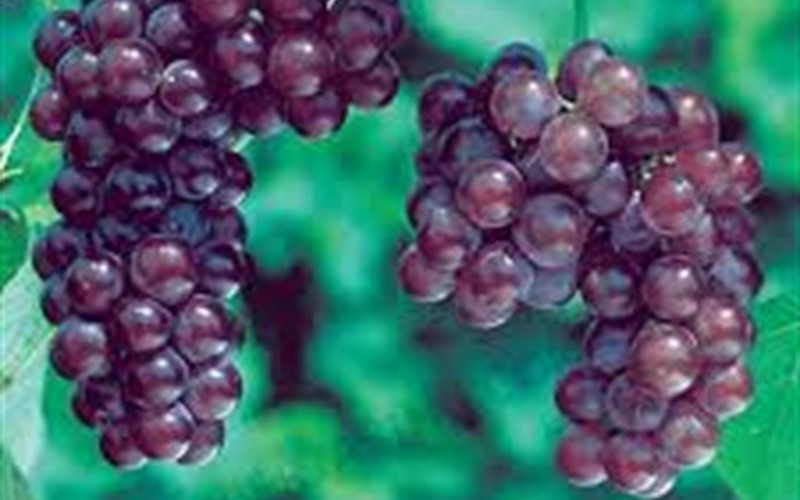 Reliance Red Grape Photo 2