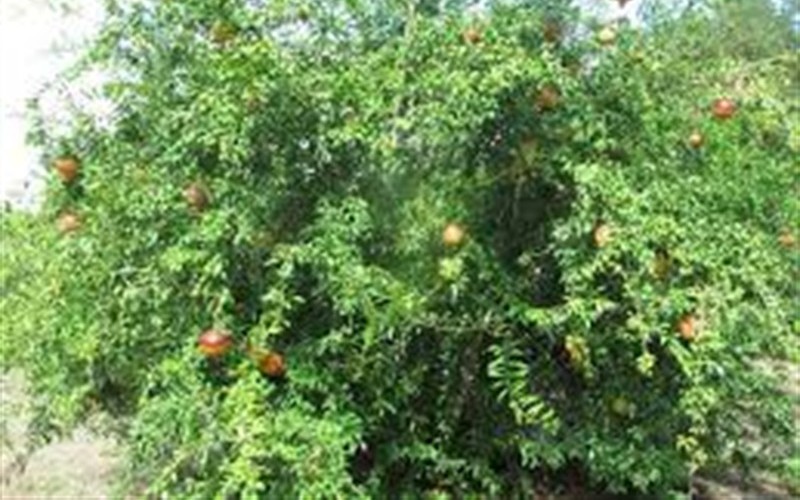 Russian 8 Pomegranate Photo 2