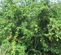 Russian 8 Pomegranate