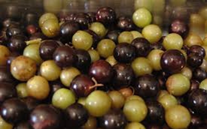 Scuppernong Muscadine Photo 2