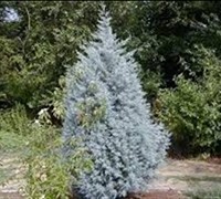 Silver Smoke Arizona Cypress 