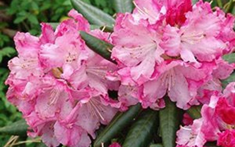Southgate Breeze Rhododendron Photo 3