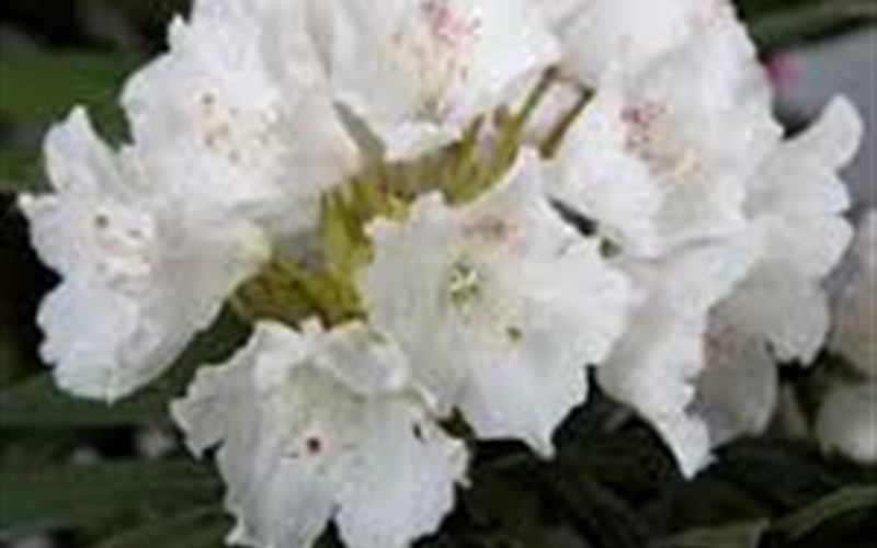 Southgate Divine Rhododendron Photo 2