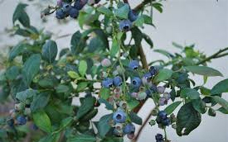Southland Rabbiteye Blueberry Photo 2