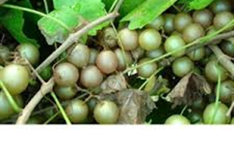 Sterling Muscadine Photo 2