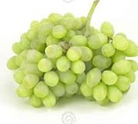 Free Shipping Cuttings self pollinating Grape Seedless Thompson white variety popular table snack sweet & tender-medium size