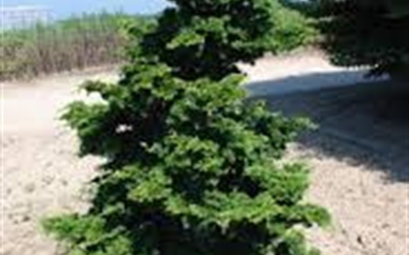 Well's Special Hinoki False Cypress Photo 2