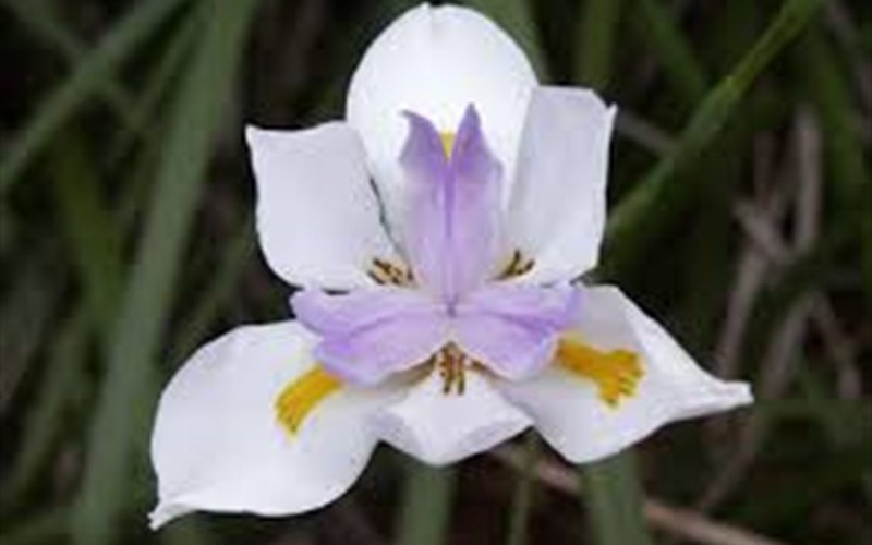 White African Iris Photo 2