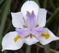 White African Iris