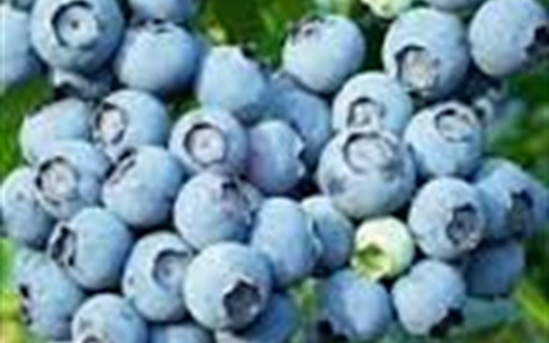 Woodard Blueberry Shrub Photo 2