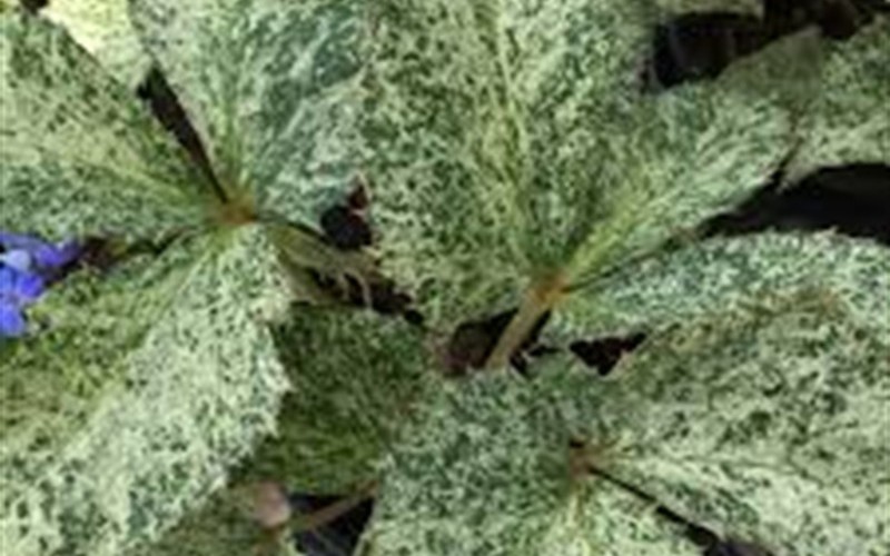 Helleborus Gold Collection 'Snow Fever' - 1 Gallon - Perennial Plants | ToGoGarden