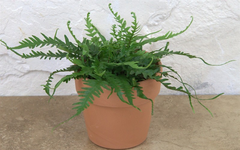 Dragon's Tail Fern - 3 Count Flat of Pint Pots - Perennial Plants | ToGoGarden