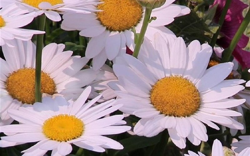 White Mountain Shasta Daisy - 1 Gallon - Perennial Plants | ToGoGarden