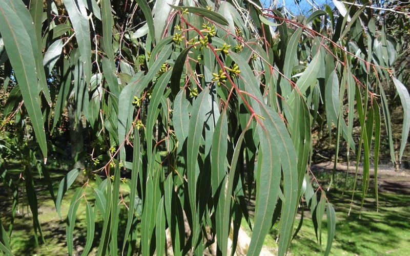 Ripper Eucalyptus - 4
