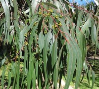 Ripper Eucalyptus