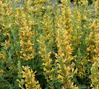 Kudos Yellow Hyssop