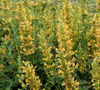 Kudos Yellow Hyssop