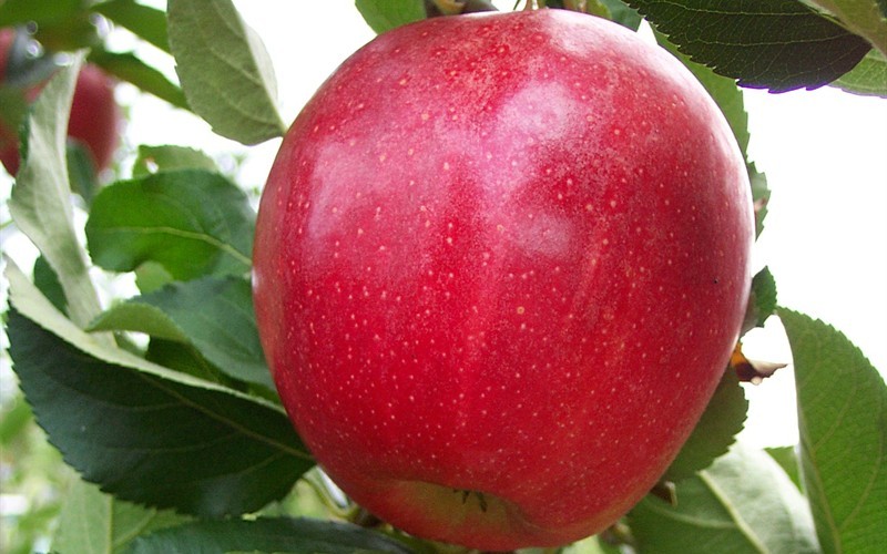 Royal Gala Apple - 5 Gallon  - Fruit Plants | ToGoGarden